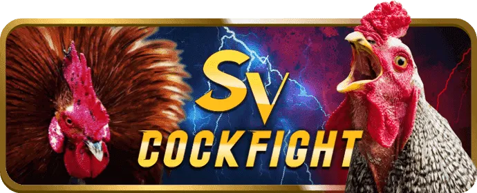 cock fight